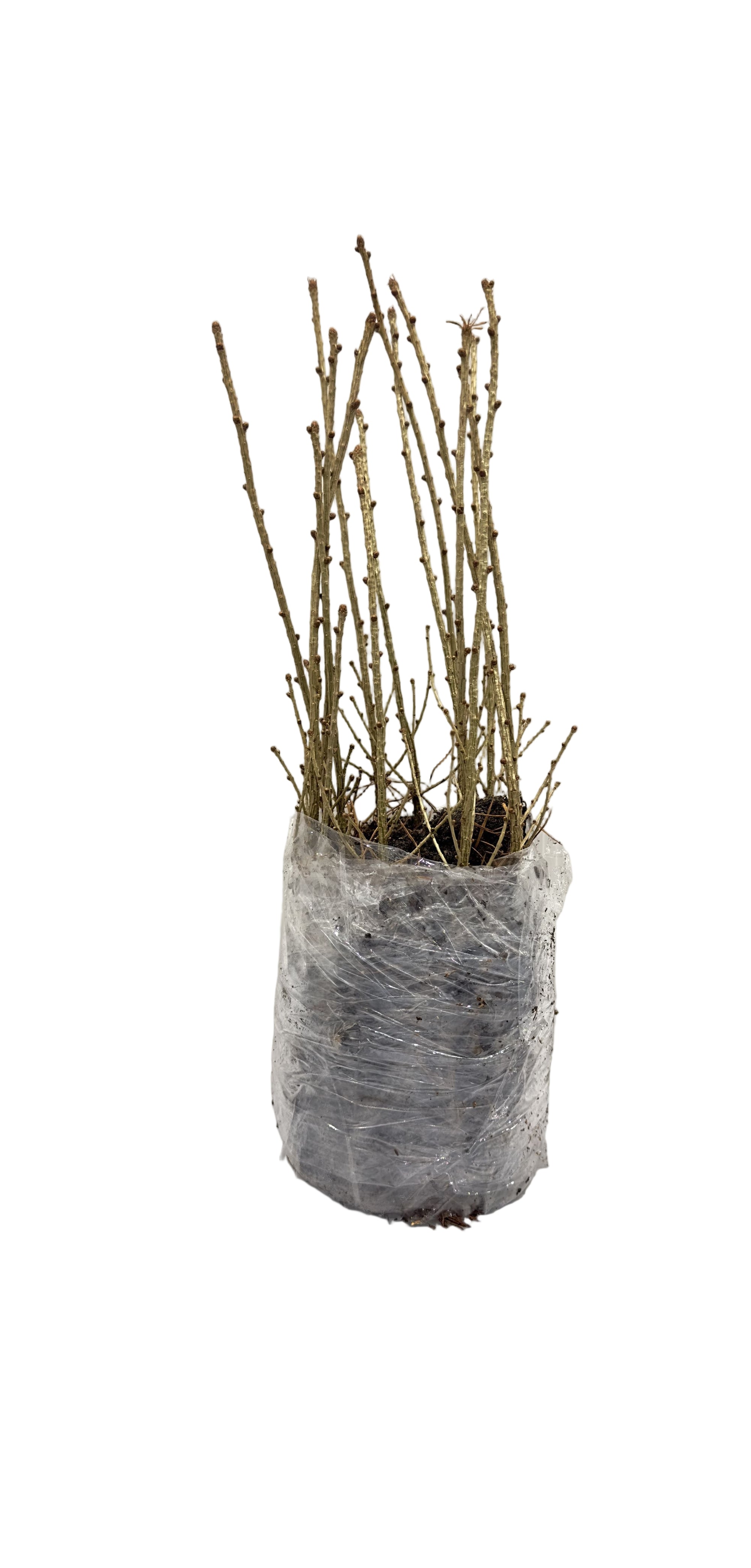 Larch Siberian (Larix sibirica) - Tree seedling