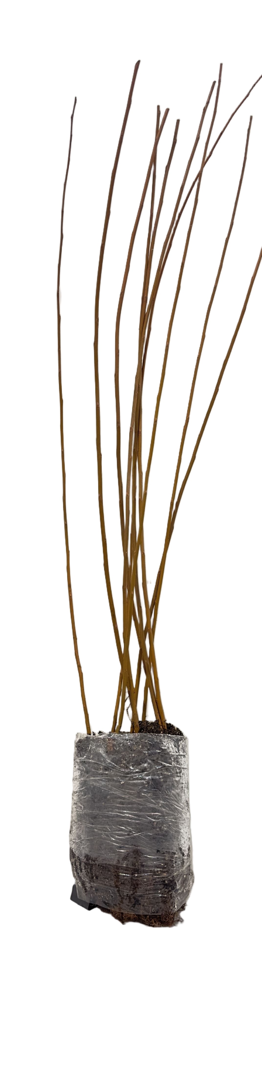 Willow Silver (Salix alba) - Tree Seedling
