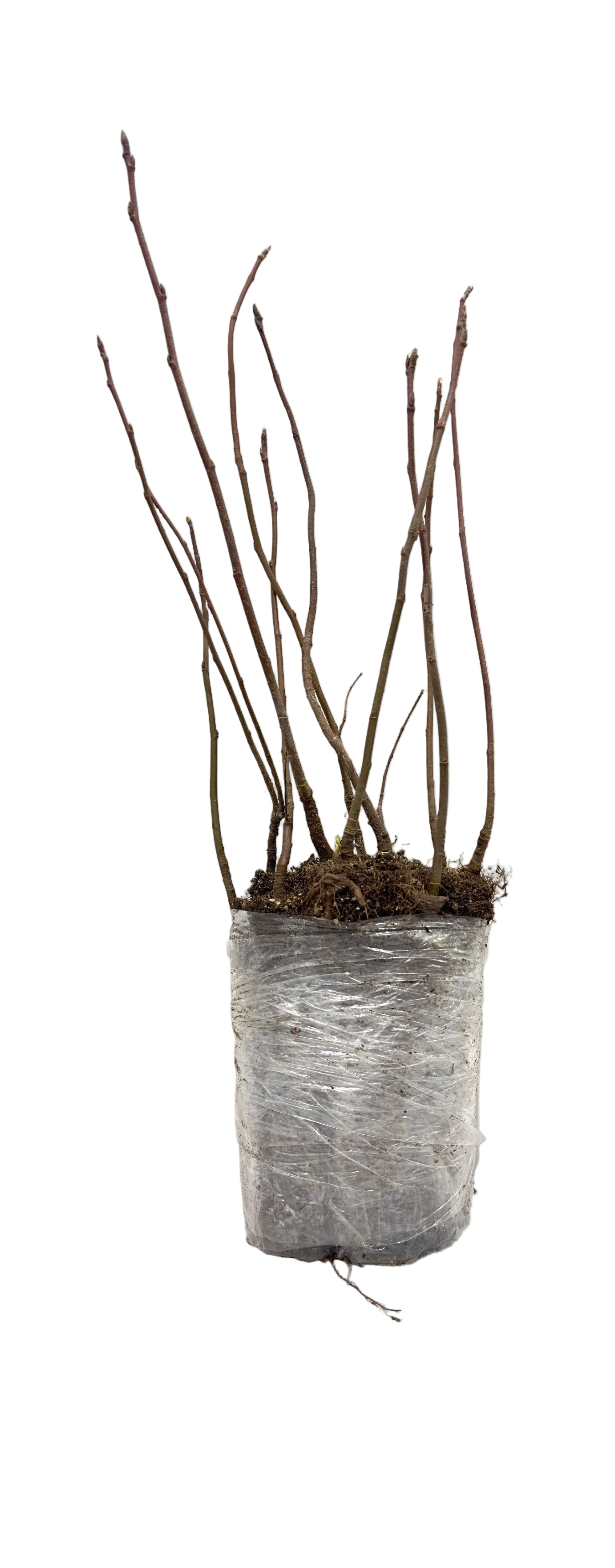 Saskatoon Berry Smoky (Amelanchier alnifolia) - Shrub Seedling