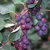 Saskatoon Berry Native (Amelanchier alnifolia) - Shrub Seedling