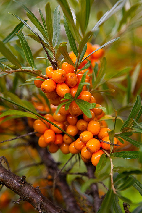 Sea Buckthorn (Hippophae rhamnoides) - Shrub Seedling