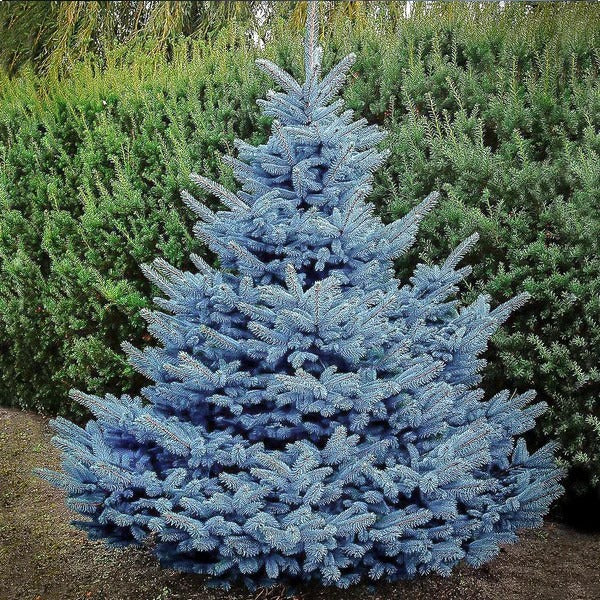 Spruce Baby Blue Colorado (Picea pungens) - Tree Seedling