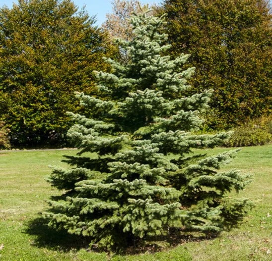 Spruce Meyers (Picea meyeri) - Tree Seedling