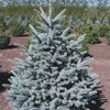 Spruce Crystal Blue Colorado (Picea pungens) - Tree Seedling