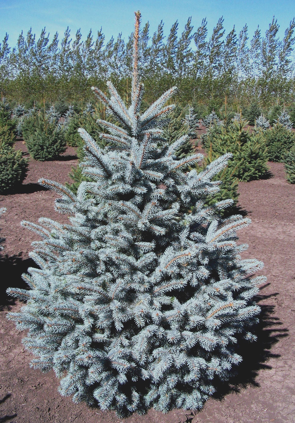 Spruce Crystal Blue Colorado (Picea pungens) - Tree Seedling