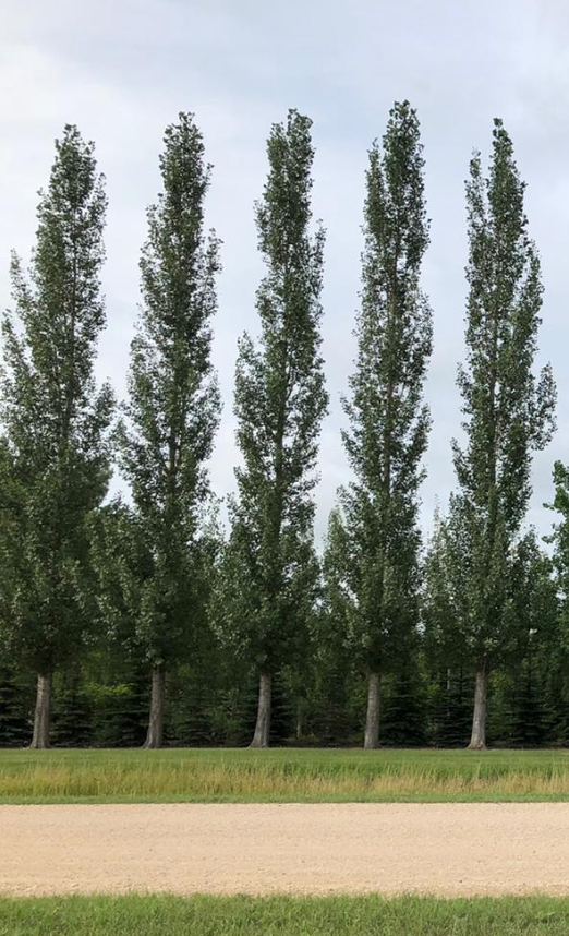 Poplar Sundancer (Populus ACWS151) - Tree Seedling