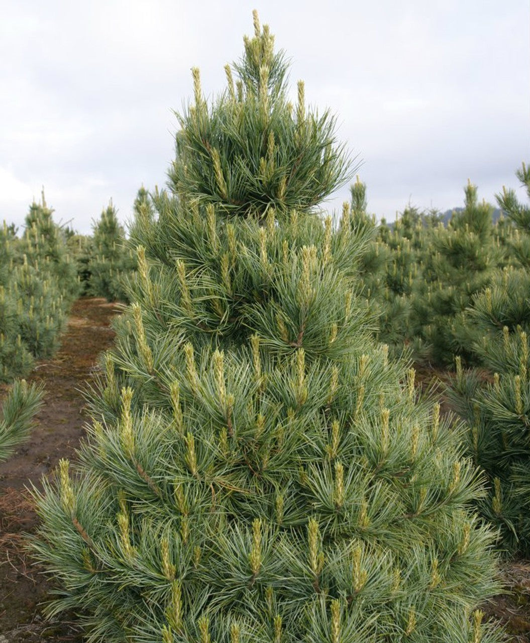 Pine Swiss Stone (Pinus cembra) - Tree Seedling