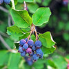 Saskatoon Berry Thiessen (Amelanchier alnifolia) - Shrub Seedling