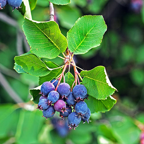 Saskatoon Berry Thiessen (Amelanchier alnifolia) - Shrub Seedling