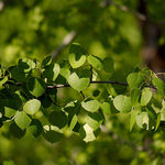 Poplar Trembling Aspen (Populus tremuloides) - Tree Seedling