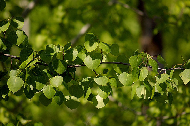 Poplar Trembling Aspen (Populus tremuloides) - Tree Seedling