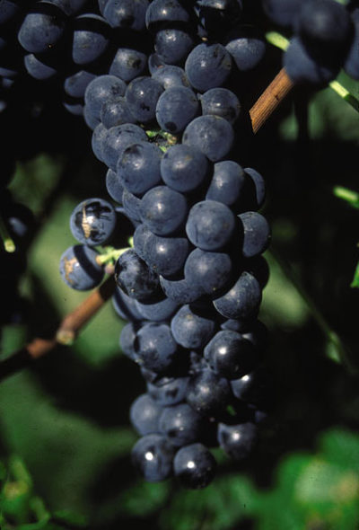 Grape Valiant (Vitis) - Vine Seedling
