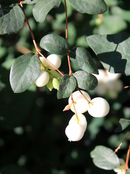 Western Snowberry (Symphoricarpos occidentalis) - Shrub Seedling