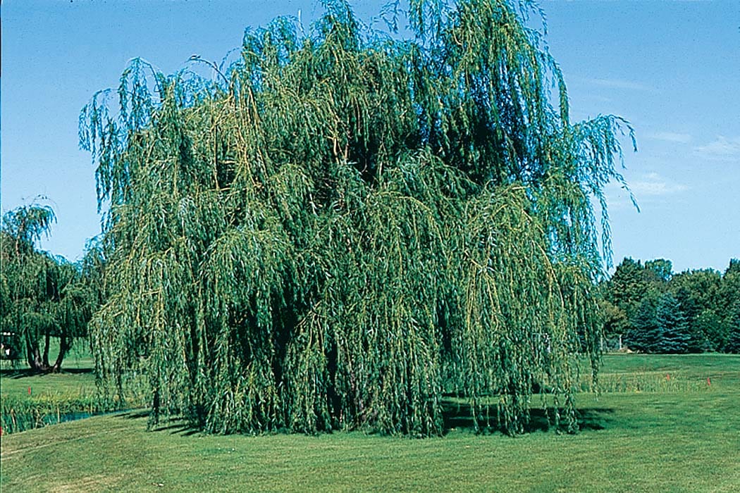 Willow Weeping Lace (Salix babylonica) - Tree Seedling