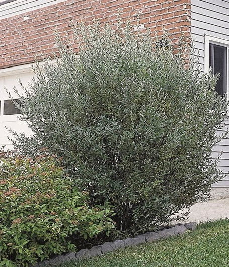 Willow Blue Fox (Salix brachycarpa) - Shrub Seedling