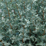 Wolf Willow (Silverberry) (Elaeagnus commutata) - Shrub Seedling