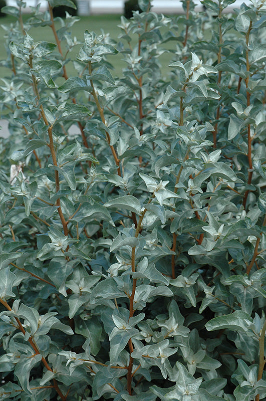 Wolf Willow (Silverberry) (Elaeagnus commutata) - Shrub Seedling