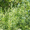 Willow Acute (Salix acutifolia) - Tree Seedling
