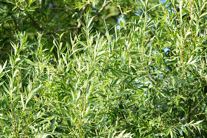 Willow Acute (Salix acutifolia) - Tree Seedling