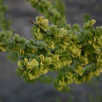 Elm American (Ulmus americana) - Tree Seedling