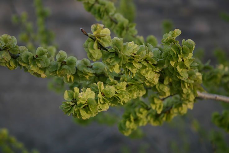 Elm American (Ulmus americana) - Tree Seedling
