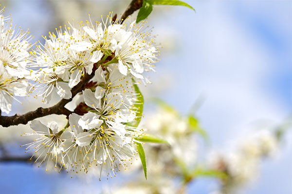 Plum American (Prunus) - Shrub Seedling