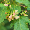 Maple Amur (Acer ginnala) - Tree Seedling
