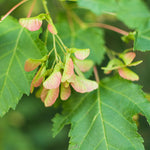 Maple Amur (Acer ginnala) - Tree Seedling