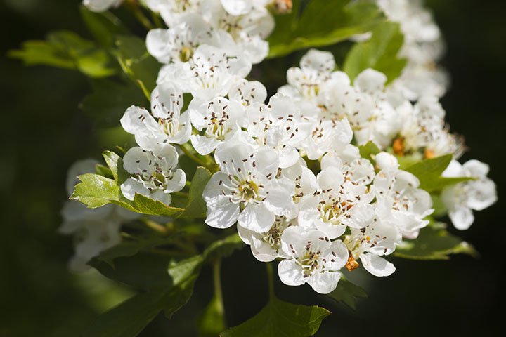 Hawthorn Arnold (Crataegus arnoldiana) - Tree Seedling