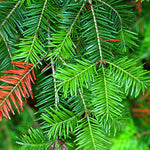 Fir Balsam (Abies balsamea) - Tree Seedling