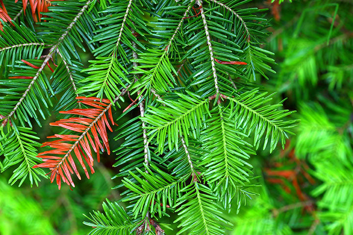 Fir Balsam (Abies balsamea) - Tree Seedling