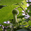 Hazelnut Beaked (Corylus cornuta) - Shrub Seedling