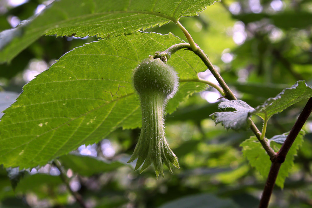 Hazelnut Beaked (Corylus cornuta) - Shrub Seedling