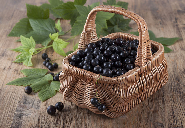 Currant Ben Nevis (Ribes nigrum) - Shrub Seedling