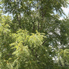 Walnut Black (Juglans nigra) - Tree Seedling