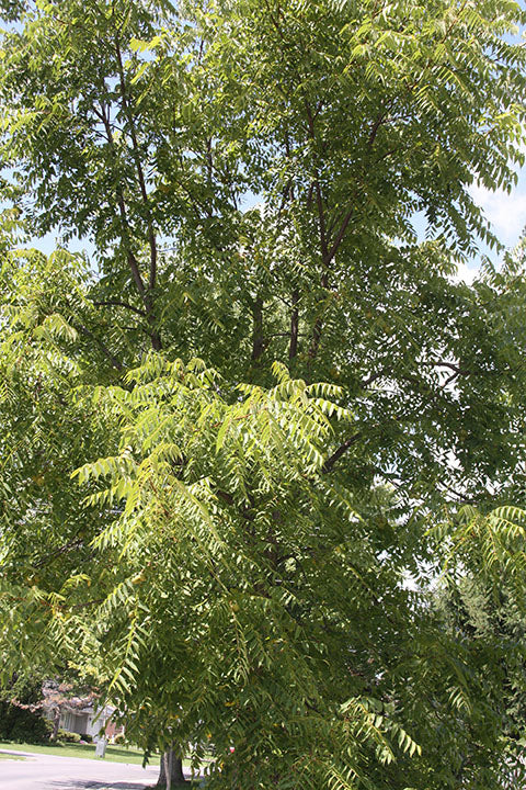 Walnut Black (Juglans nigra) - Tree Seedling