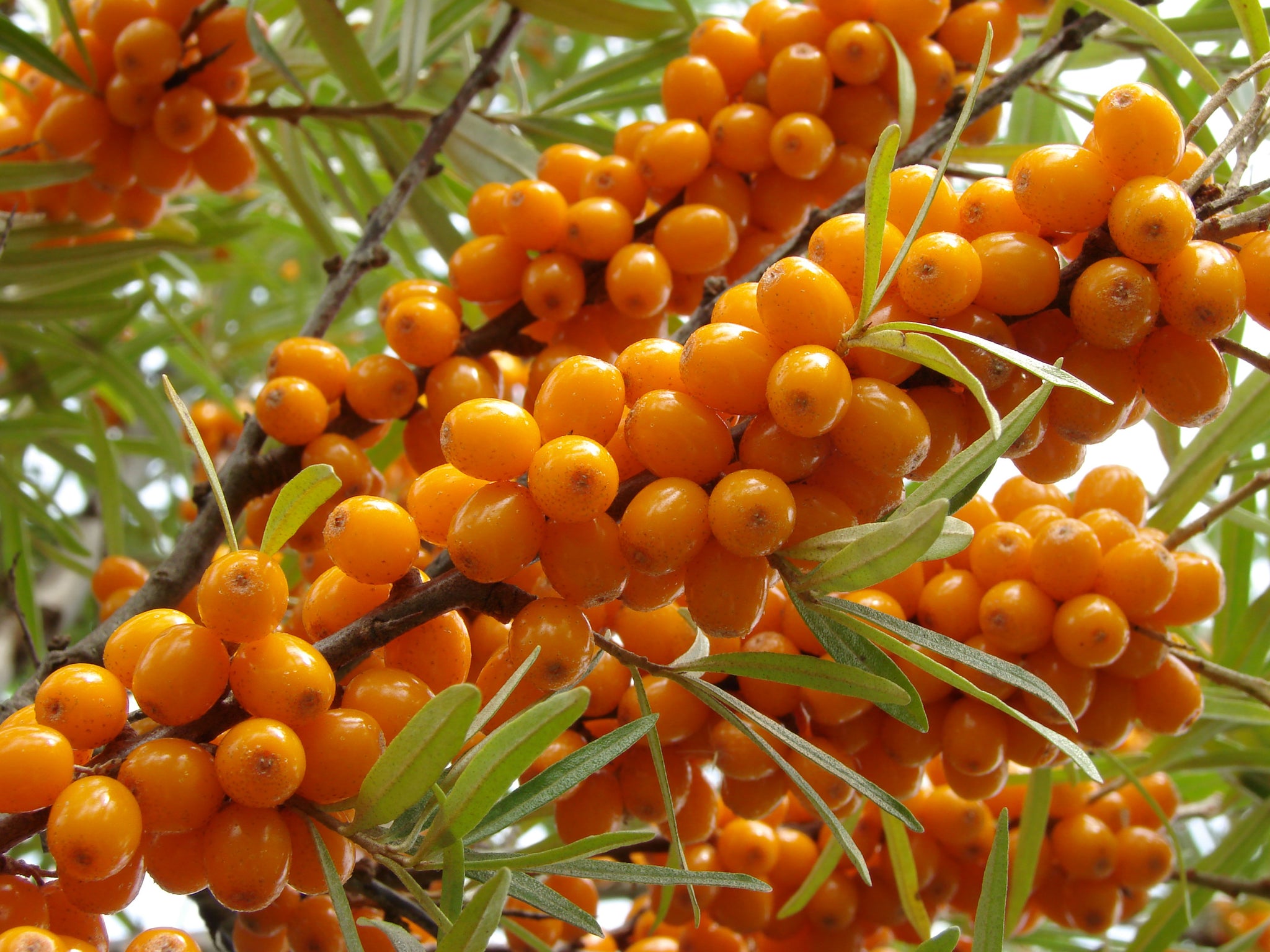 Sea Buckthorn Harvest Moon (female - fruit bearing) (Hippophae rhamnoides) - Shrub Seedling