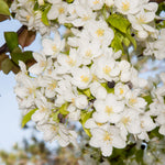 Flowering Crabapple Columbia (Malus) - Tree Seedling
