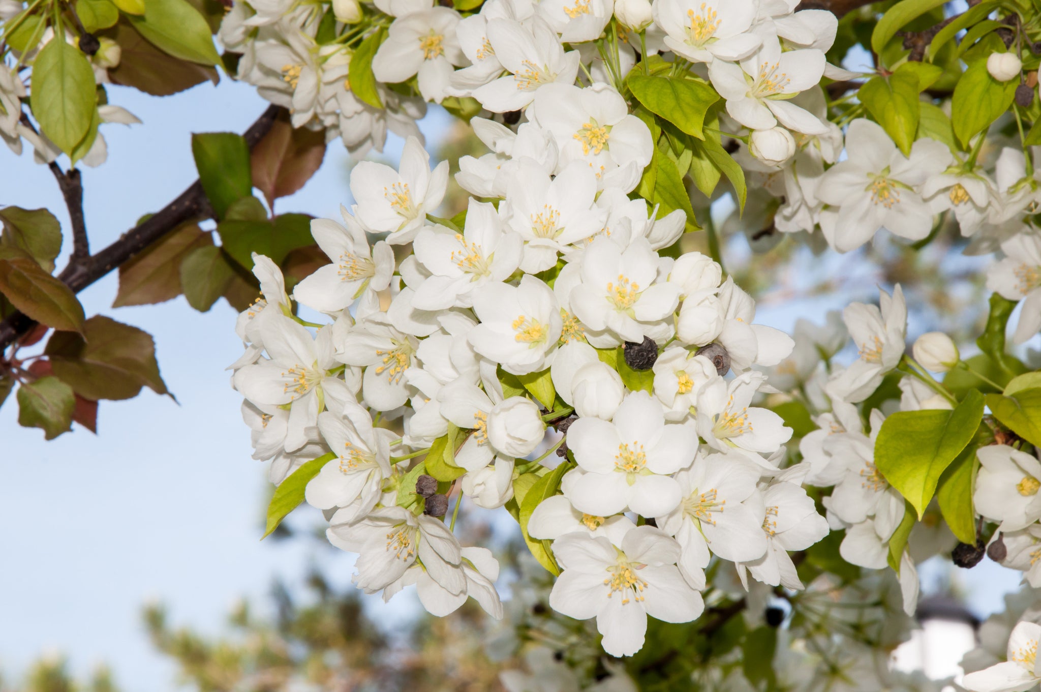 Flowering Crabapple Columbia (Malus) - Tree Seedling