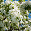 Flowering Crabapple Dolgo (Malus) - Tree Seedling