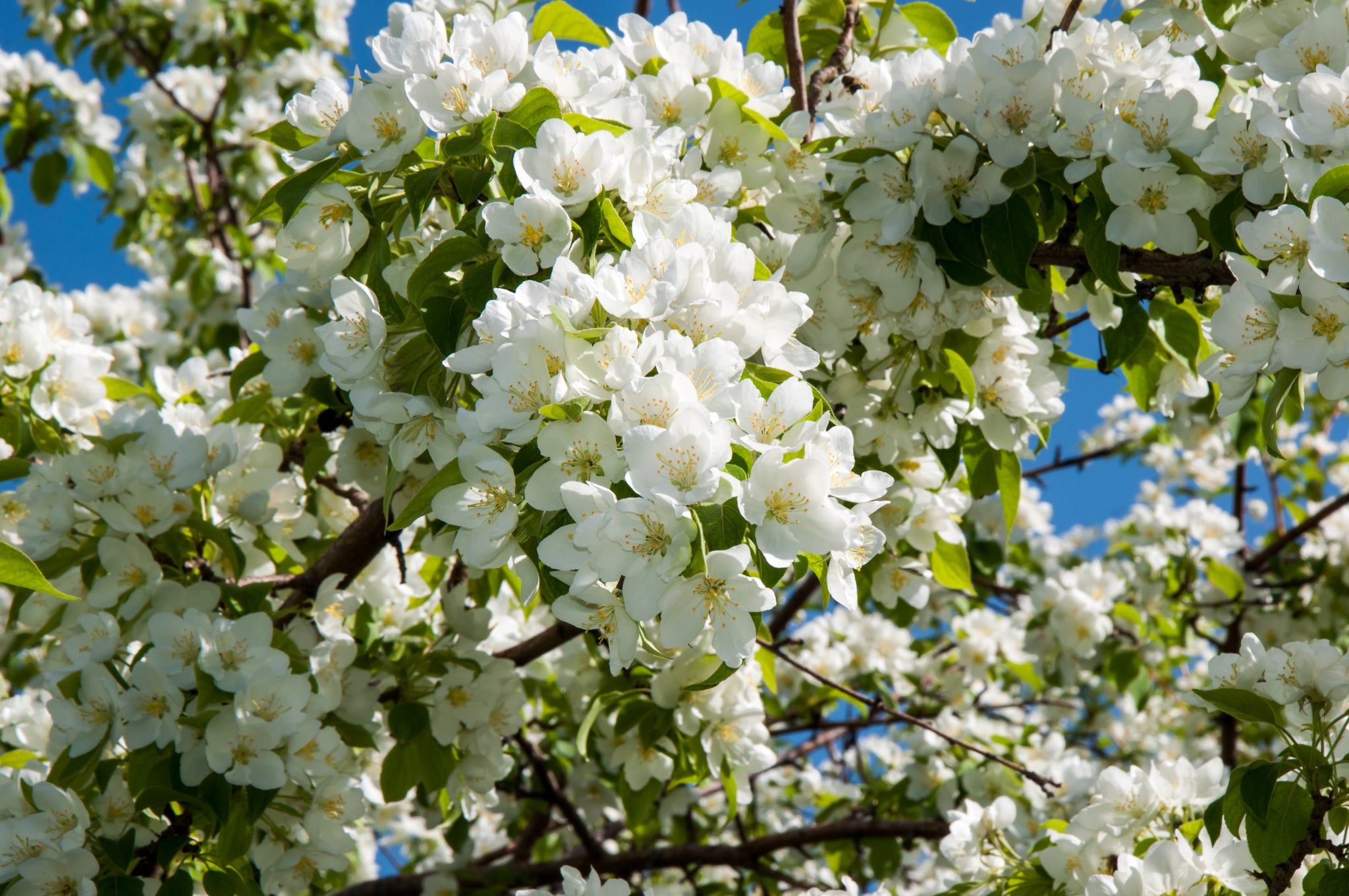 Flowering Crabapple Dolgo (Malus) - Tree Seedling