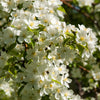 Flowering Crabapple Siberian (Malus baccata) - Tree Seedling