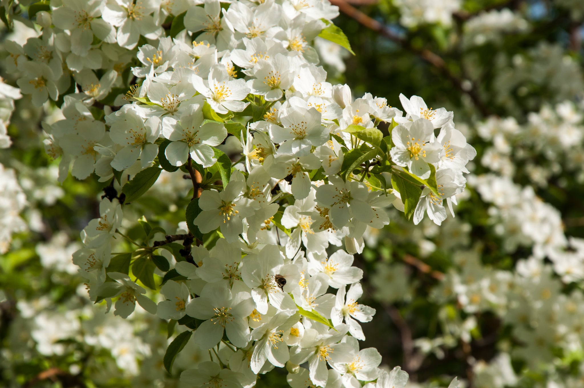 Flowering Crabapple Siberian (Malus baccata) - Tree Seedling