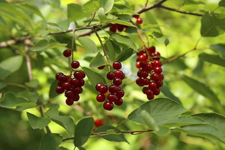 Chokecherry (Prunus virginiana) - Shrub Seedling