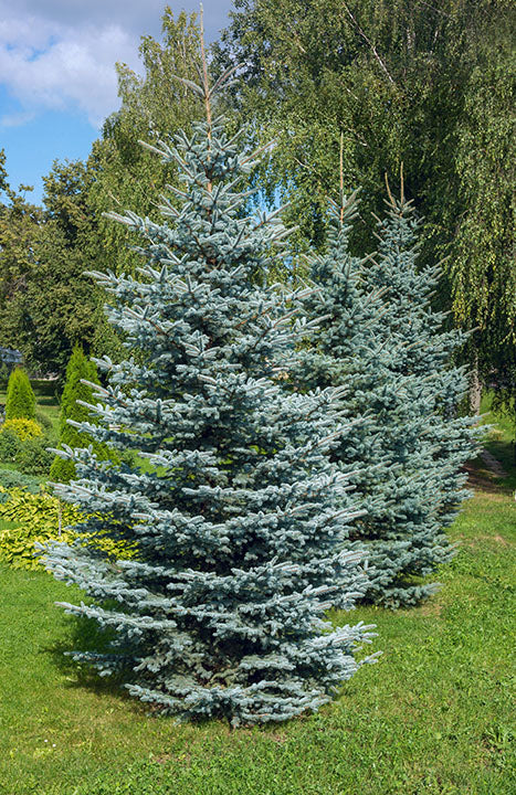 Spruce Colorado (Picea pungens) - Tree Seedling