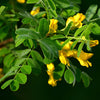 Caragana Common (Caragana arborescens) - Shrub Seedling