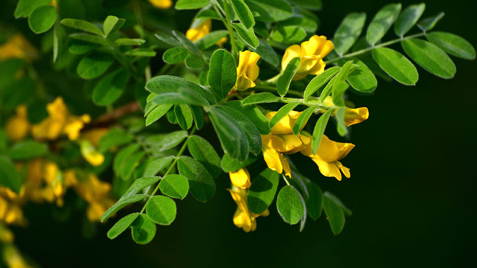 Caragana Common (Caragana arborescens) - Shrub Seedling