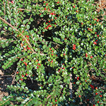 Cotoneaster Peking (Cotoneaster acutifolia) - Shrub Seedling