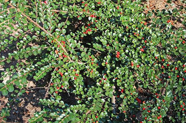 Cotoneaster Peking (Cotoneaster acutifolia) - Shrub Seedling