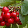 Cherry Crimson Passion (Prunus) - Tree Seedling